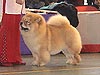 chow-chow Il De Bote Orel Mia