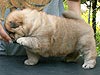 chow-chow puppy