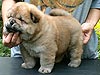 chow-chow puppy