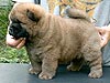 chow-chow puppy