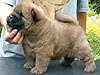 chow-chow puppy