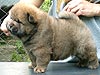 chow-chow puppy