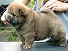 chow-chow puppy