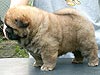 chow-chow puppy