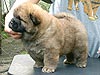 chow-chow puppy