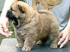 chow-chow puppy