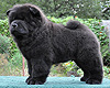 maximize chow-chow puppies