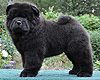 maximize chow-chow puppies