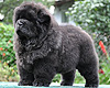 maximize chow-chow puppies