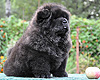 maximize chow-chow puppies