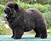 maximize chow-chow puppies