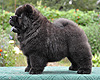 maximize chow-chow puppies