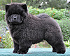 maximize chow-chow puppies