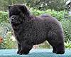 maximize chow-chow puppies