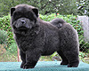 maximize chow-chow puppies