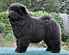 maximize chow-chow puppies