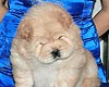 chow-chow puppy