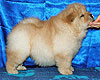 chow-chow puppy 