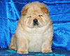 chow-chow puppy 