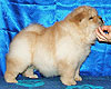 chow-chow puppy 