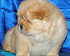 chow-chow puppy 