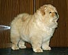 chow-chow puppy 