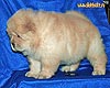 chow-chow puppy