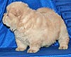 chow-chow puppy