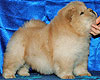 chow-chow puppy