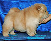 chow-chow puppy 