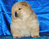 chow-chow puppy 