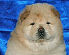 chow-chow puppy 