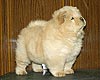 chow-chow puppy 