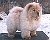 chow-chow puppy