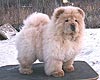 chow-chow puppy 