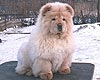 chow-chow puppy 