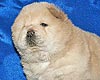 chow-chow puppy