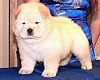 chow-chow puppy