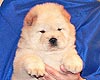 chow-chow puppy