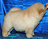 chow-chow puppy 