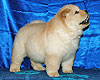 chow-chow puppy 