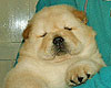 chow-chow puppy 