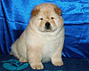 chow-chow puppy