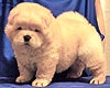 chow-chow puppy