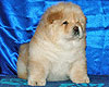 chow-chow puppy 