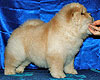 chow-chow puppy 