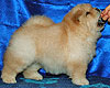 chow-chow puppy