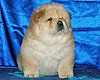 chow-chow puppy 