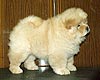 chow-chow puppy 