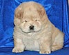 chow-chow puppy